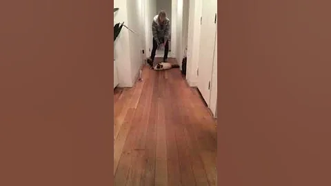 Video 1374191: cutecats funnycats cutekittens, funnycats funnycatvideos cutecat, birman cat, cute cat