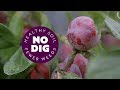 Fruit trees in a temperate climate: planting tips, rootstocks, mulch, prune, thin fruit