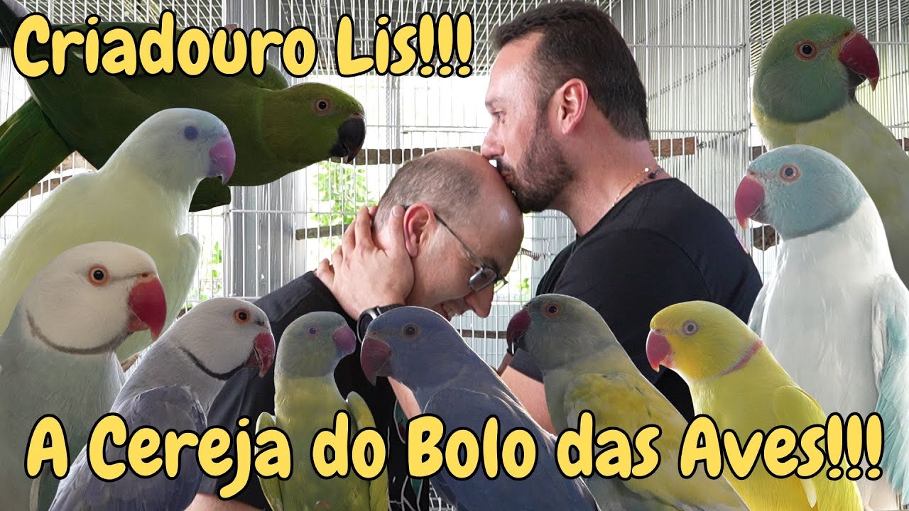 LAMARK DEIXOU A MINA DE OURO DOS RING NECKS PARA ESTE VÍDEO!!!