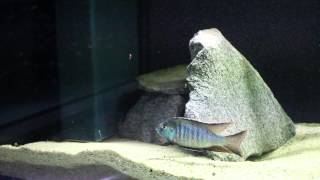 Download Lagu Lethrinops (Tramitichromis) sp. Chirwa WF