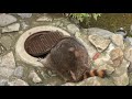 アライグマ『カール』の健康チェック (茶臼山動物園) 2018年4月15日