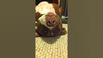 🐶Собака теряет сознание из-за маникюра