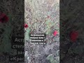 Рвать запрещено #мысливслух