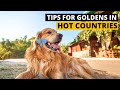 Can Golden Retrievers Survive in Hot Weather?