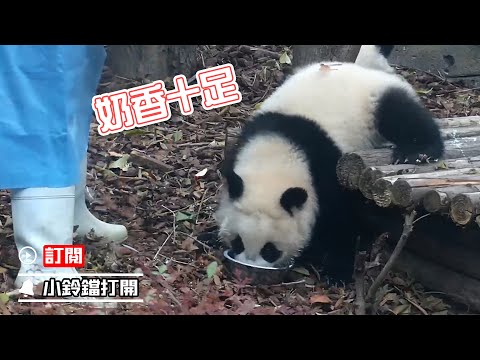 《熊貓早晚安》熊貓寶寶的牛奶浴 | iPanda熊貓頻道