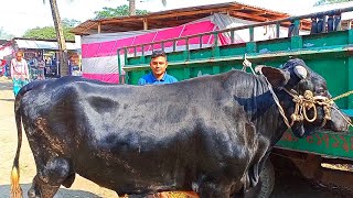 Biggest Cow videos| paragram gorur haat | Ambari gorur haat 2022