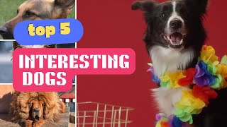 How Dogs Are Different: Understanding the Wide World of Canine/Dogs Breeds