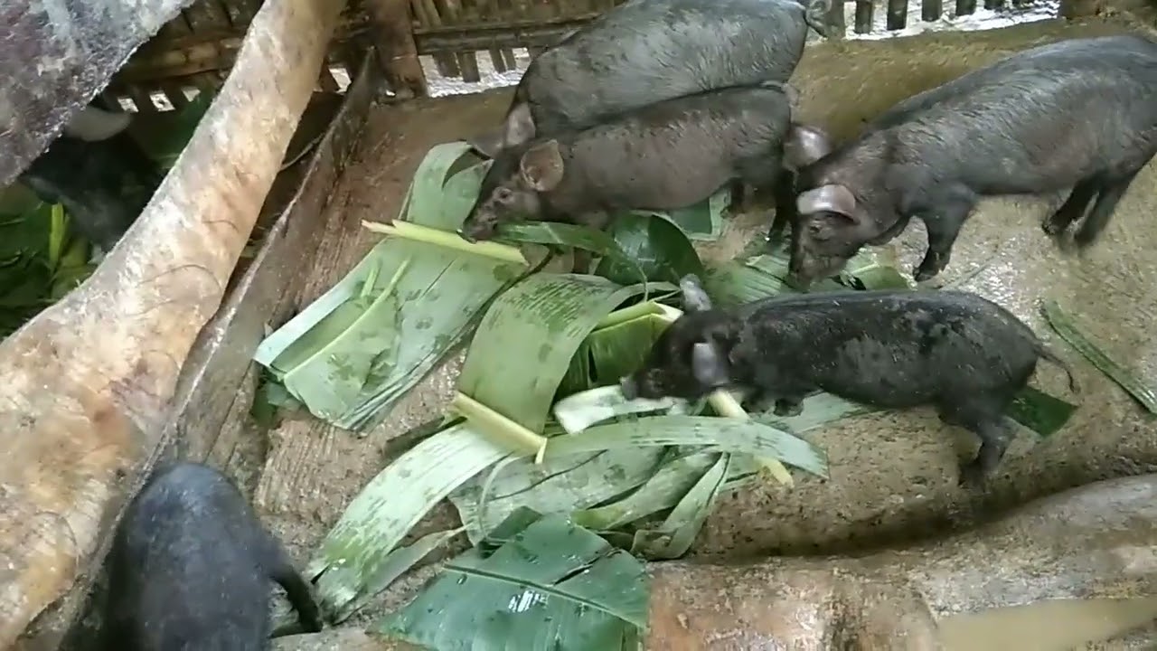 DAHON NG SAGING PARA SA ATING NATIVE PIGS#agriculture #animals #business #buhayprobinsya 🐖🐷