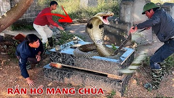 Cuộc Gọi Khẩn Cấp Của Người Dân Phát Hiện 2 Con Rắn Hổ Mang Trên Ngôi Mộ Cổ