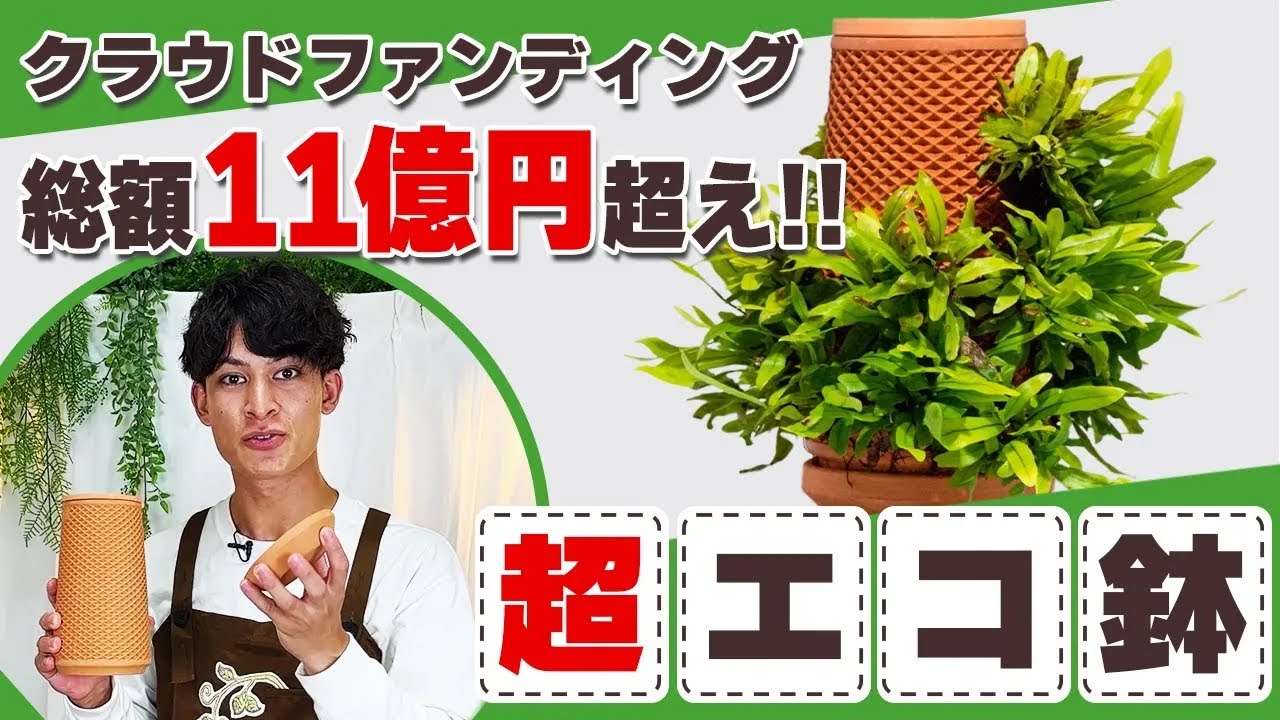 tevaplanter（テバプランター）】正規販売店｜水だけで育てる観葉植物