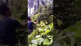 Kanak Lombok Sengsare