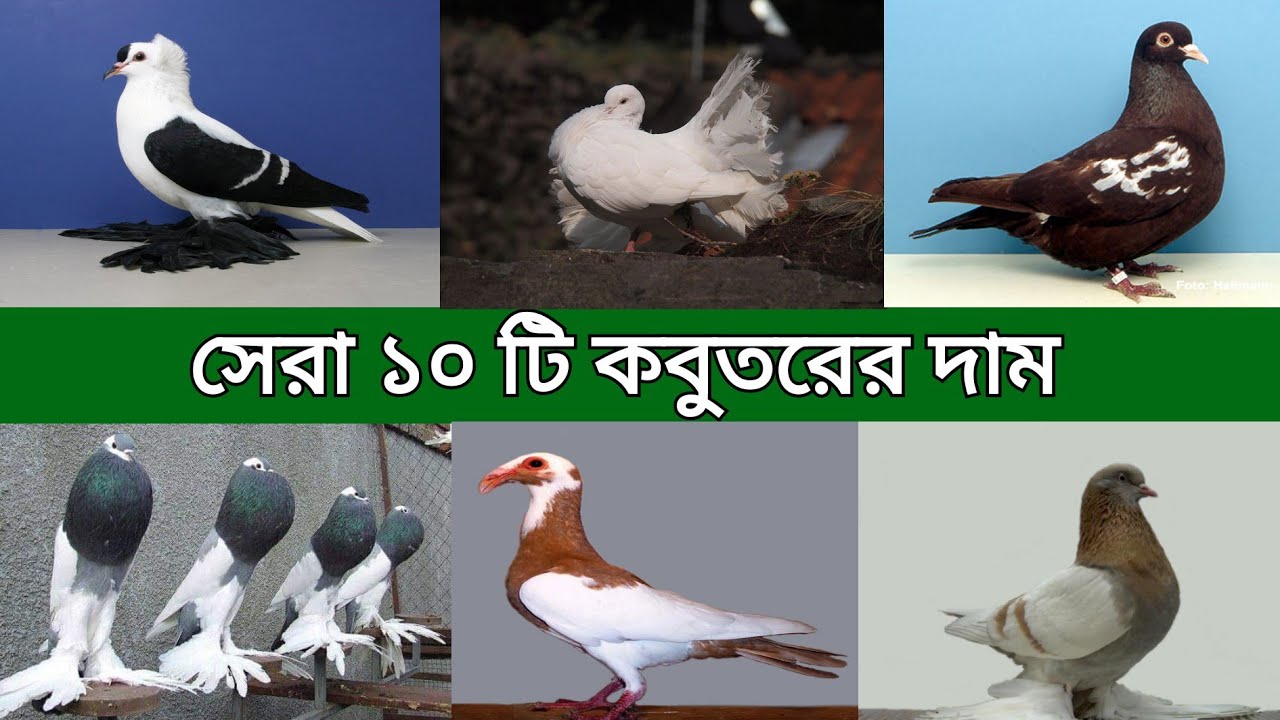 সবচেয়ে জনপ্রিয় ১০ টি কবুতরের দাম 10 Most Popular pigeon price in Bangladesh and India YouTube