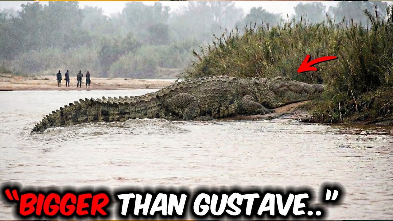 African Tourist Captured Footage of a Crocodile So Enormous That Experts Called It a Living Monster!
