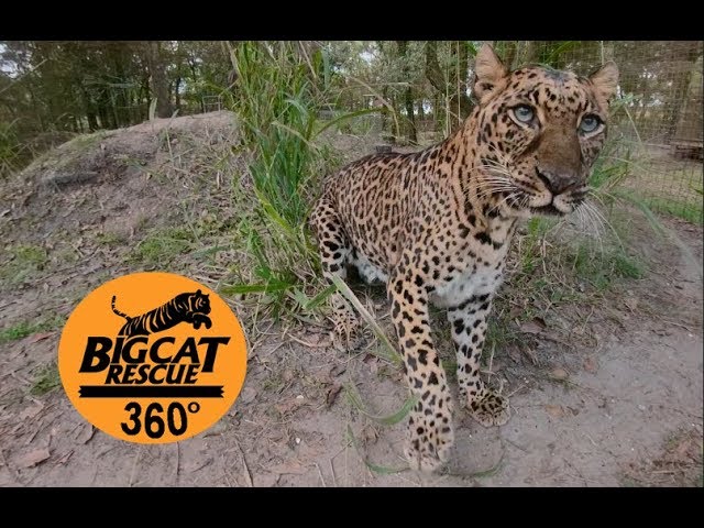 Armani The Leopard At Cat Rescue