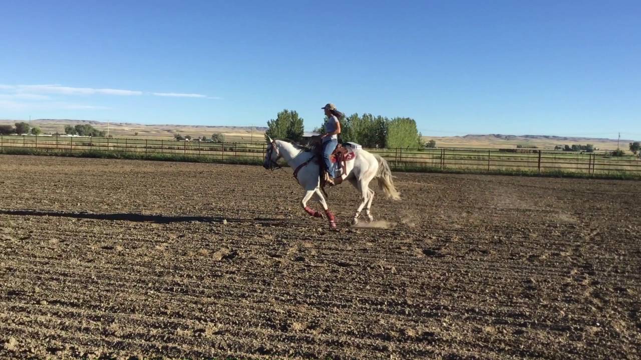 Gunner/ Calf Horse for sale YouTube