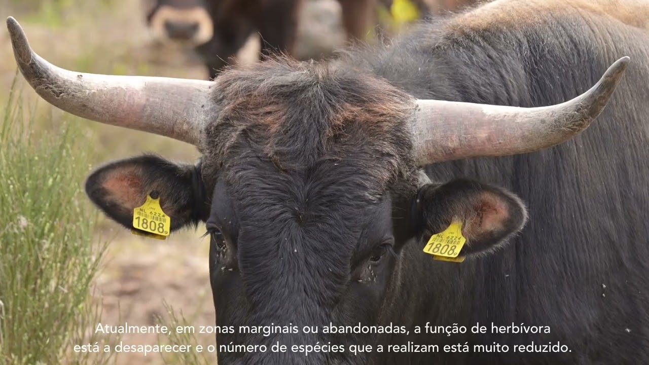 Libertação de Tauros | Rewilding Portugal - Grande Vale do Côa