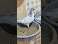 Pure malwai punjabi baby pigeons  kabootarbazi newviralyoutubepigeon