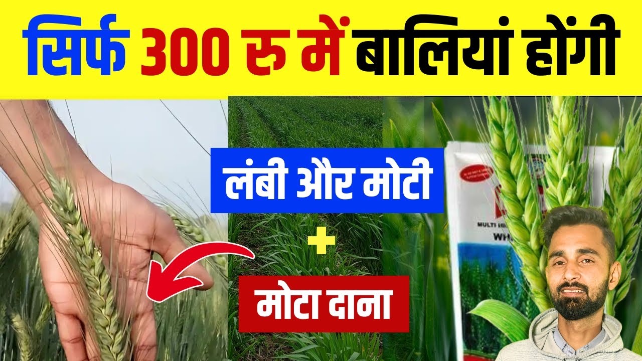 गेहूं की बालियां लंबी और मोटी कैसे बनाएं? | सिर्फ 300₹ में भारी दाना तैयार 