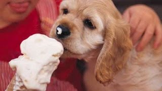 Hunde lecken Eis und kriegen Gehirn frost - Lustige Videos mit hunden. by Videos Germany 16,418 views 7 years ago 2 minutes, 36 seconds