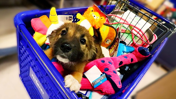 NEW PUPPY GOES ON SHOPPING SPREE!