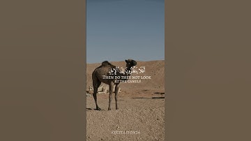 أفلا ينظرون إلى الإبل كيف خُلِقت | سورة الغاشية