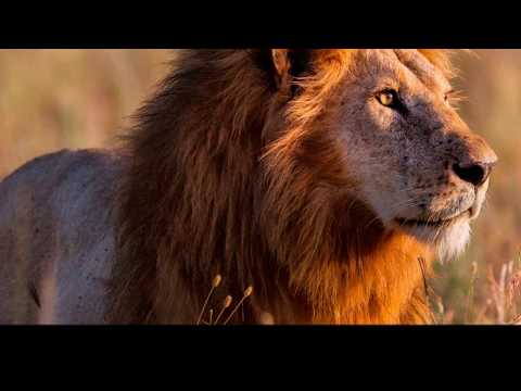 Почему лев – царь зверей