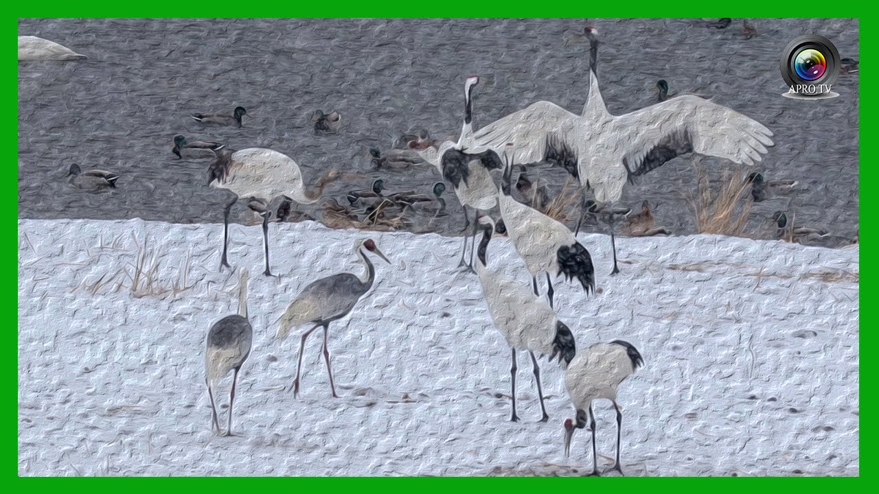 [한국의 새] 학 (두루미) Red-crowned Crane 학춤 