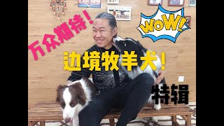 【狗狗品种大百科】智商第一的边境牧羊犬你真的能玩的过它吗