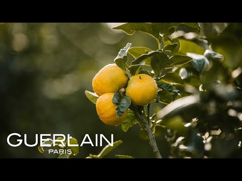 Video: Bergamot - Hvad Er Denne Plante