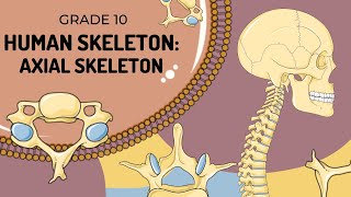 Human Skeleton | AXIAL SKELETON