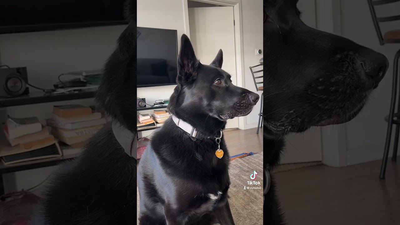 My dog keeps staring at me while I sleep…..i dont know why🫣😂 