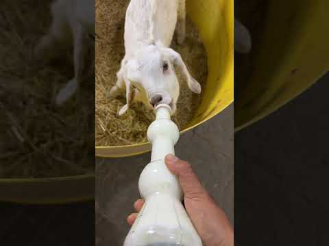 Switched to a Longer Bottle for the Baby Lamb 🐑🍼 #cutefarmanimal #animals #beautifullgoats #cute
