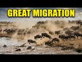 Great Wildebeest Migration The Epic Masai Mara Safari In 2026