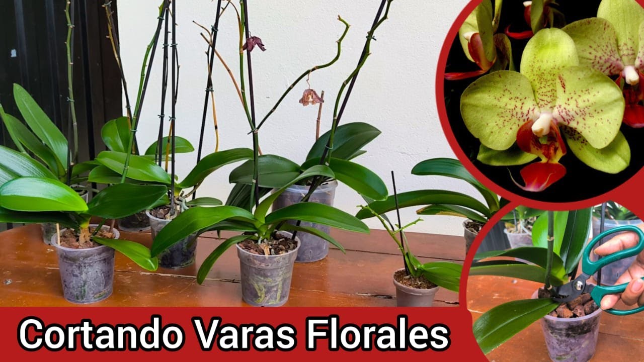 ¡NO LO SABÍAS! ✂️ Corta así la Vara y tu Orquídea dará Keikis y MÁS FLORES ✨💐