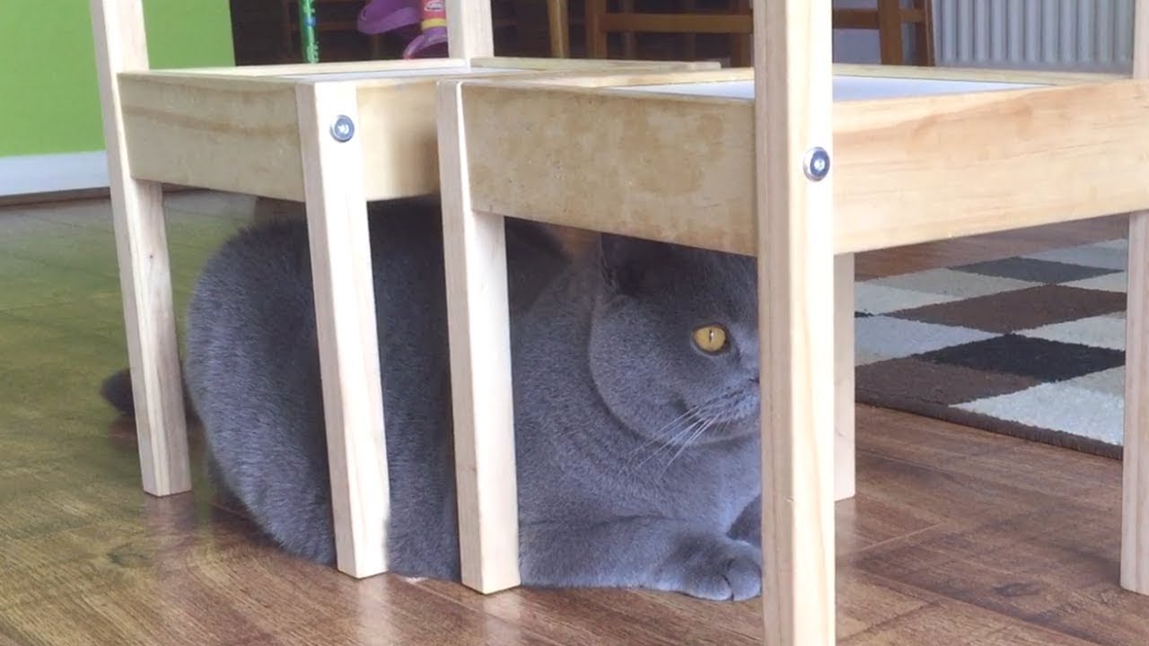 Coconut. Blue British Shorthair. Hiding from the birds in the garden