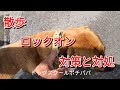 【犬の散歩】ロックオンの対処と対策