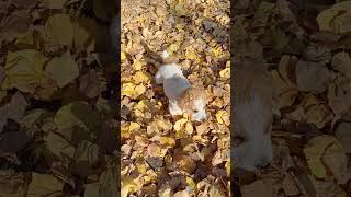 küçük miniyo oğlumla oynuyo