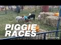 Tiny Piggies, Big Races: Watch Them Go! 🐷