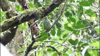 Bornean Green Magpie, Cissa jefferyi, Mt. Kinabalu, Sabah, Borneo, Malaysia, 12 Dec 2013