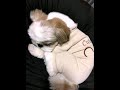 eww #shihtzugram  #puppy #omglookatherlegs #cute