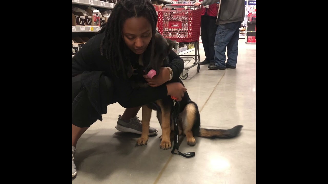 Louisiana Dog Trainers/New Orleans 16 week old German Shepherd Shiner YouTube