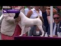 Fox Terriers (Smooth) | Breed Judging 2021 の動画、YouTube動画。