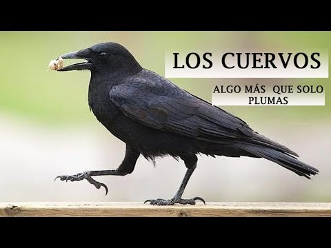 Video: Cuervos En El Sitio: ¿cuál Es El Peligro?