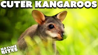 Adorable Miniature Kangaroos Hop Into Chester Zoo Nature Bites