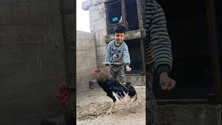 Kid vs roo #rooster #animals #allpetloversaseel #funny #birds #aseelmurgalover #cute #shorts