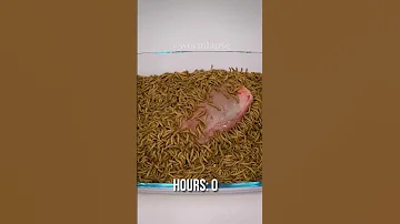 10 000 Mealworms Vs COWS TONGUE 