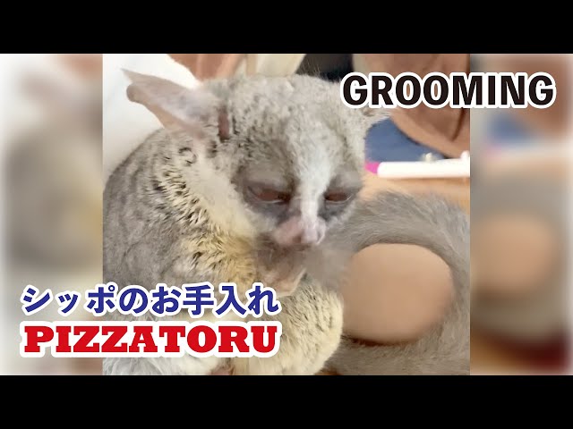 ショウガラゴのピザトル【グルーミング】Bushbaby the Pizzatoru / Grooming