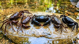 Berburu Kepiting Liar di Balik Batu Besar Sungai
