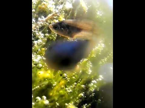 Macropodus ocellatus "Wuxi" Jungfische im Gartenteich Mai 2022 YouTube