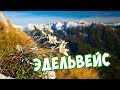 Эдельвейс Легендарный Цветок Многолетний Цветок Эдельвейс Легендарный Цветок Многолетний Цветок